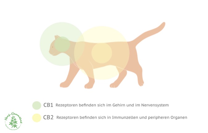 Cannabinoidrezeptoren-im-Koerper-der-Katze